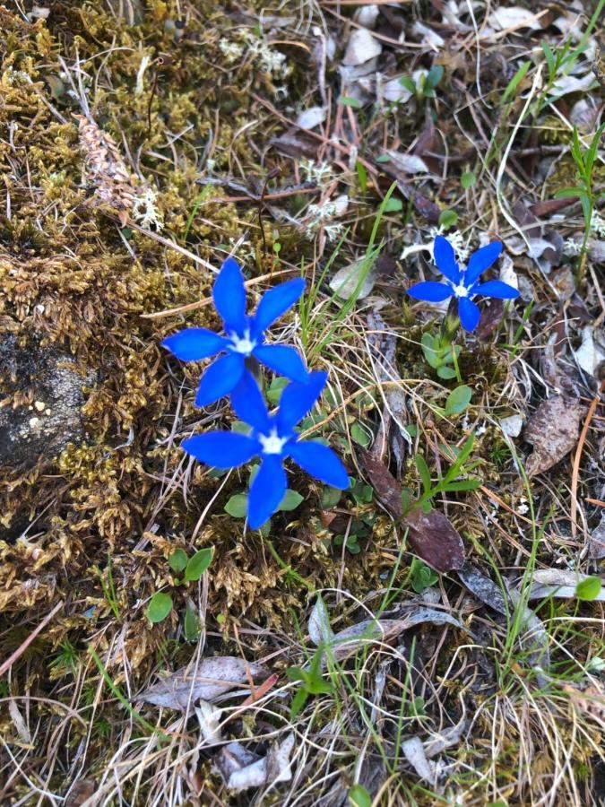 Haus Oasis Lejlighed Zermatt Eksteriør billede